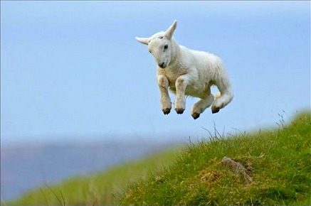 spring_lamb